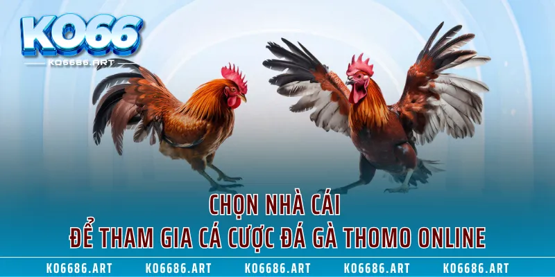 Chọn nhà cái để tham gia cá cược đá gà Thomo online