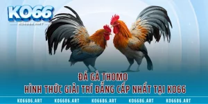 Đá Gà Thomo - Hình Thức Giải Trí Đẳng Cấp Nhất Tại KO66