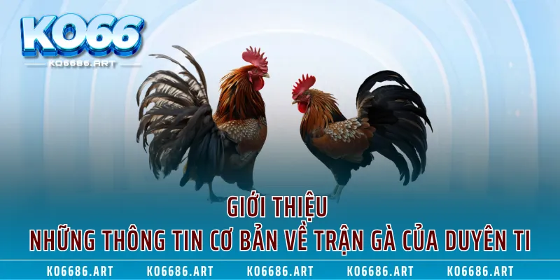 Giới thiệu những thông tin cơ bản về trận gà của duyên ti