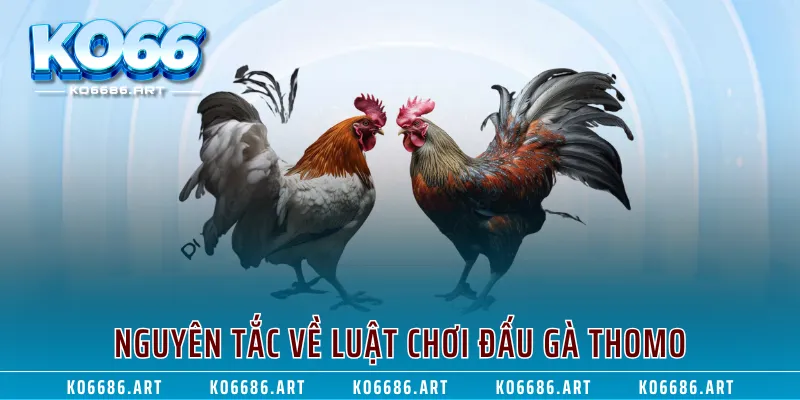 Nguyên tắc về luật chơi đấu gà Thomo
